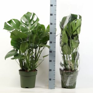 Monstera Delic.6pp Shop